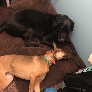 Meet your Posher, Crystal